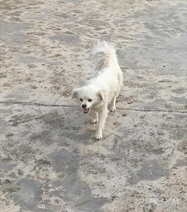 狗狗·中华田园犬·毛蛋