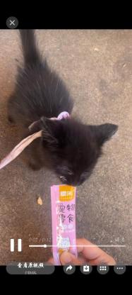 猫咪·小·嘟嘟