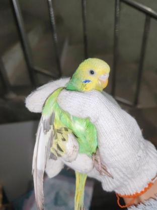 小宠·鹦鹉·等你取