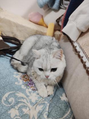 猫咪·银渐层·元宝