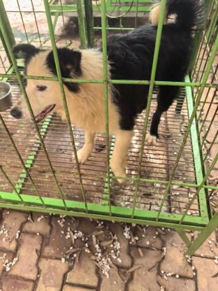 狗狗·边牧·福袋