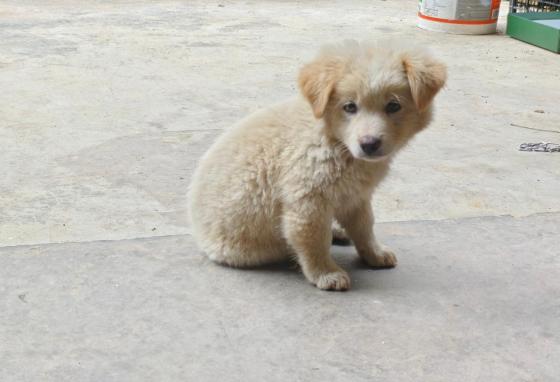 狗狗·串串·小白狗狗