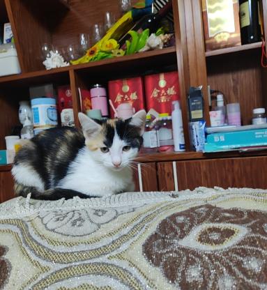 猫咪·小奶猫·暂无
