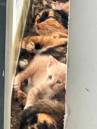 猫咪·田园猫·未知