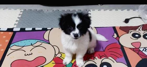 狗狗·田园犬·串串