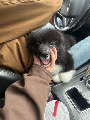 狗狗·萨摩耶和边牧生的·多多