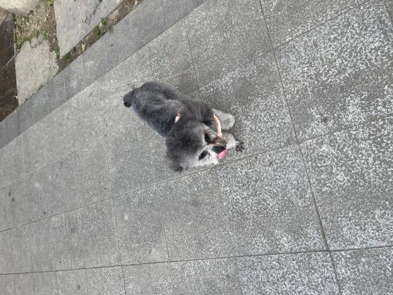 狗狗·泰迪·灰灰