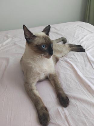 猫咪·暹罗猫·灰灰