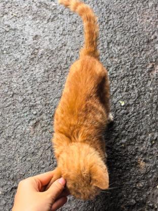 猫咪·田园猫·咪咪（未取）