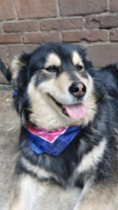 狗狗·金毛阿拉斯加串串·旺仔