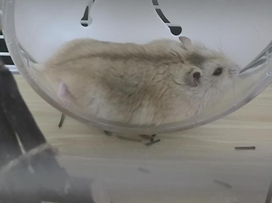 小宠·三线仓鼠·金条