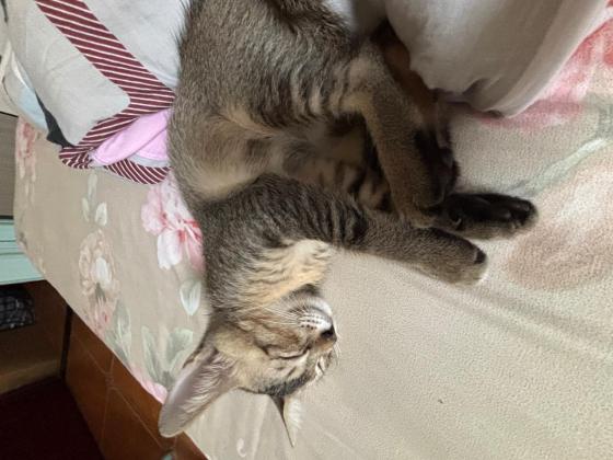 猫咪·狸花·无
