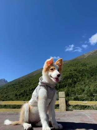 狗狗·边牧·西法