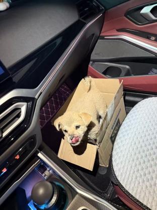狗狗·中华田园犬·小黄