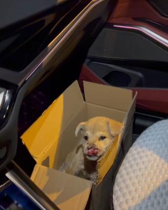 狗狗·中华田园犬·小黄