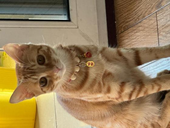 猫咪·橘猫·小黄