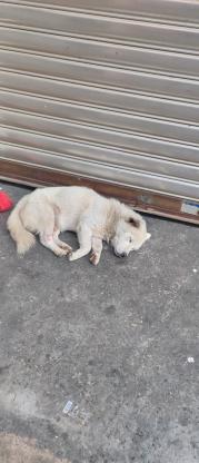 狗狗·中华田园犬·小白