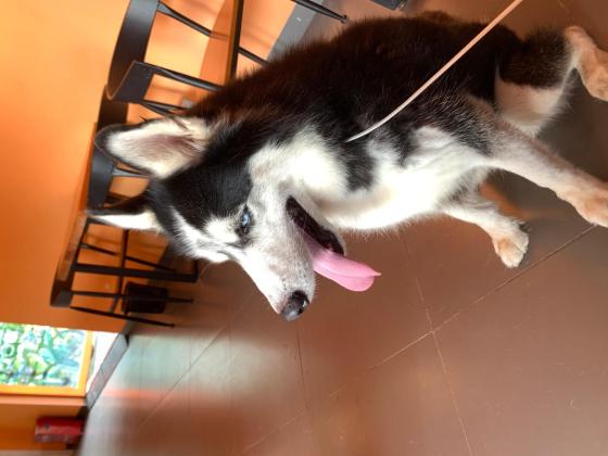 狗狗·哈士奇·哈子