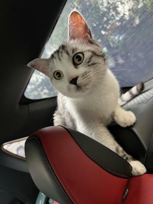 猫咪·美短起司加白·多钱