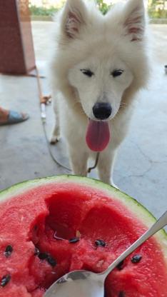 狗狗·萨摩耶·蛋糕