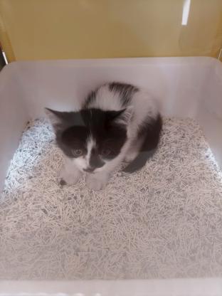 猫咪·中华田园猫·无