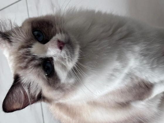 猫咪·海双布偶·福宝