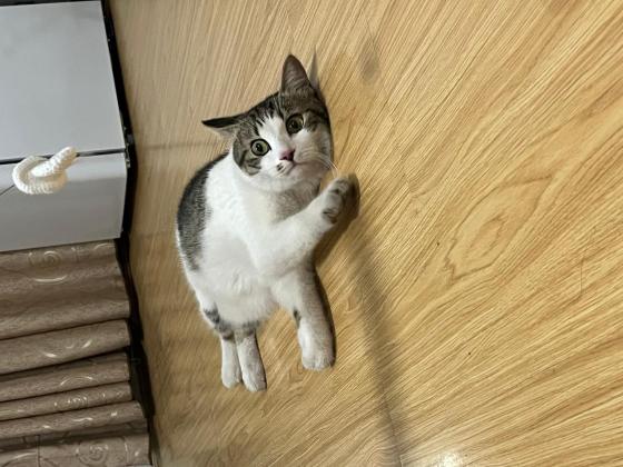 猫咪·简州猫·未知