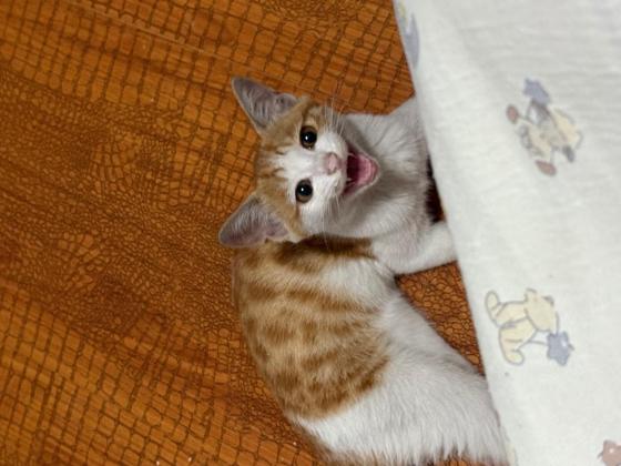 猫咪·橘白·猫