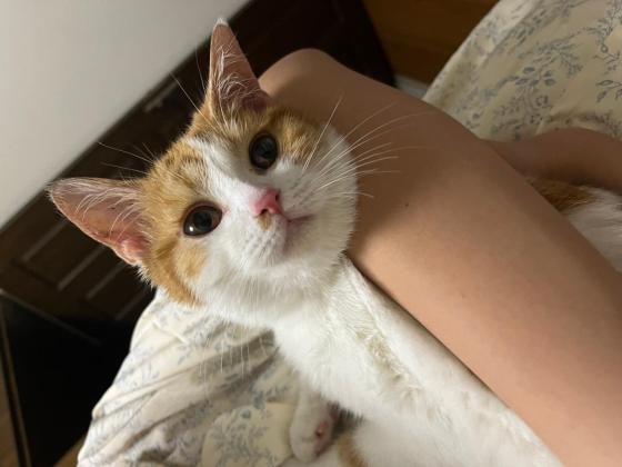 猫咪·田园猫·橘子