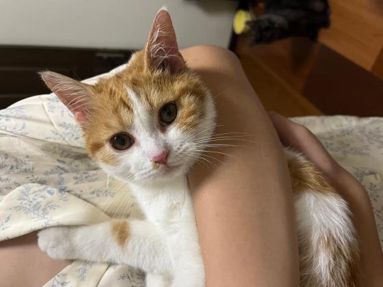 猫咪·田园猫·橘子