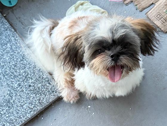 狗狗·西施犬·福宝