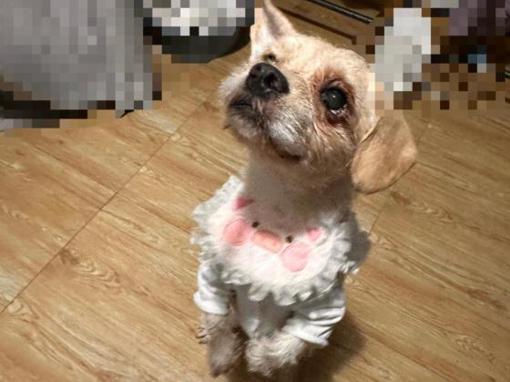 狗狗·梗犬类串串·馒头