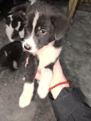 狗狗·土狗（应该叫中华田园犬？）·大郎