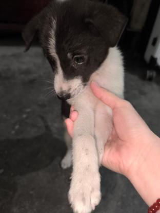 狗狗·土狗（中华田园犬？）·花卷