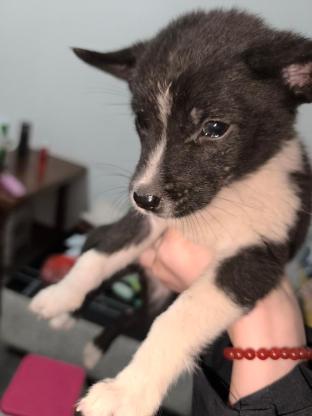 狗狗·土狗（中华田园犬？）·黑仔