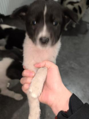狗狗·土狗（中华田园犬？）·二郎