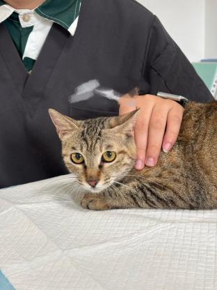 猫咪·狸花猫·小狸花