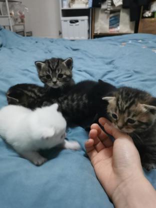 猫咪·虎斑+黑白·暂无