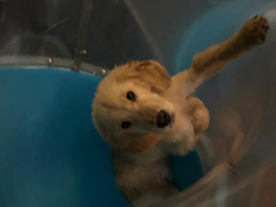 狗狗·金毛·十一