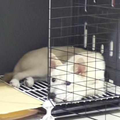 狗狗·中华田园犬·七月