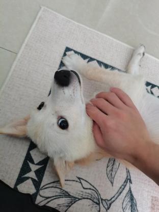 狗狗·中华田园犬·七月