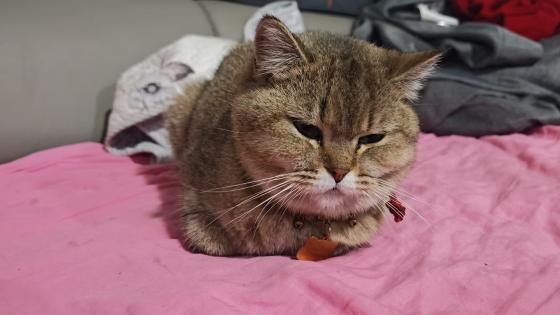 猫咪·金渐层·圆圆