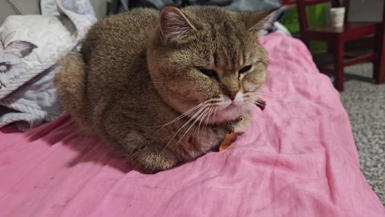 猫咪·金渐层·圆圆