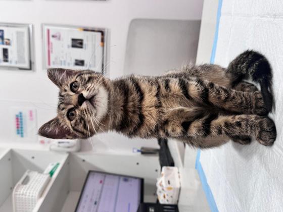 猫咪·中华田园猫·小狸