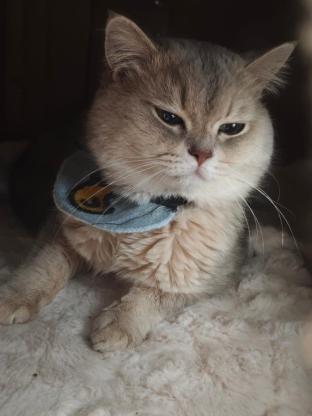 猫咪·蓝金·球球