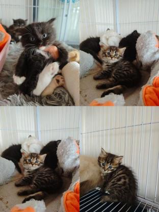 猫咪·布偶串·咪咪