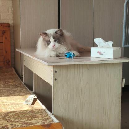 猫咪·布偶·十八