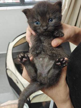 猫咪·串串·猫咪