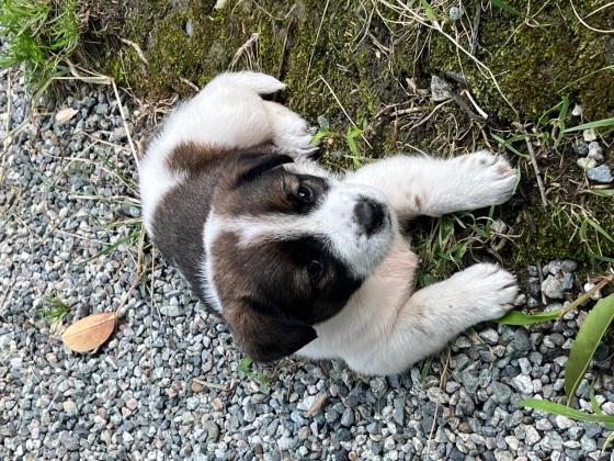 狗狗·中华田园犬·肉肉