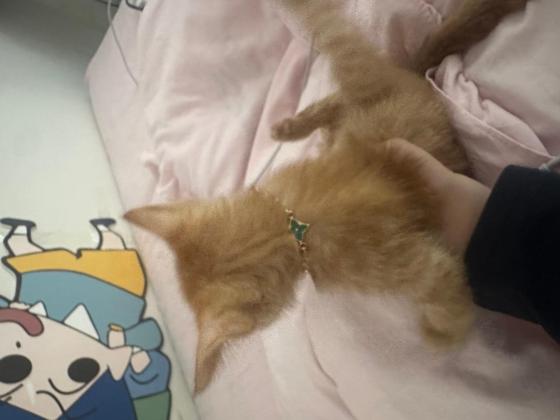 猫咪·橘猫·小鼻嘎